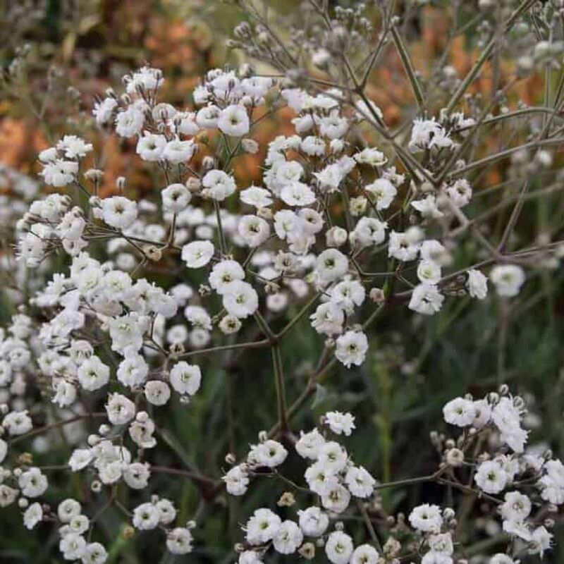 Gypsophila paniculata 'Bristol Fairy' (d) ---